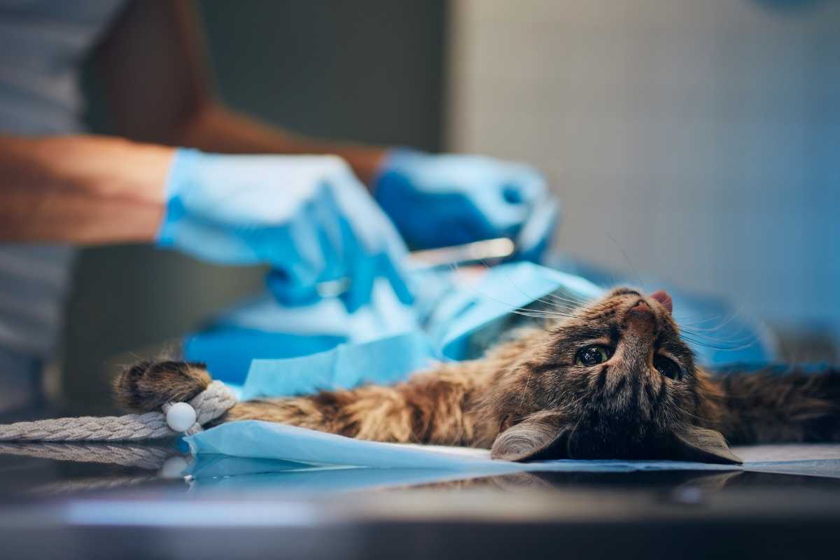 Cat Recover After Surgery