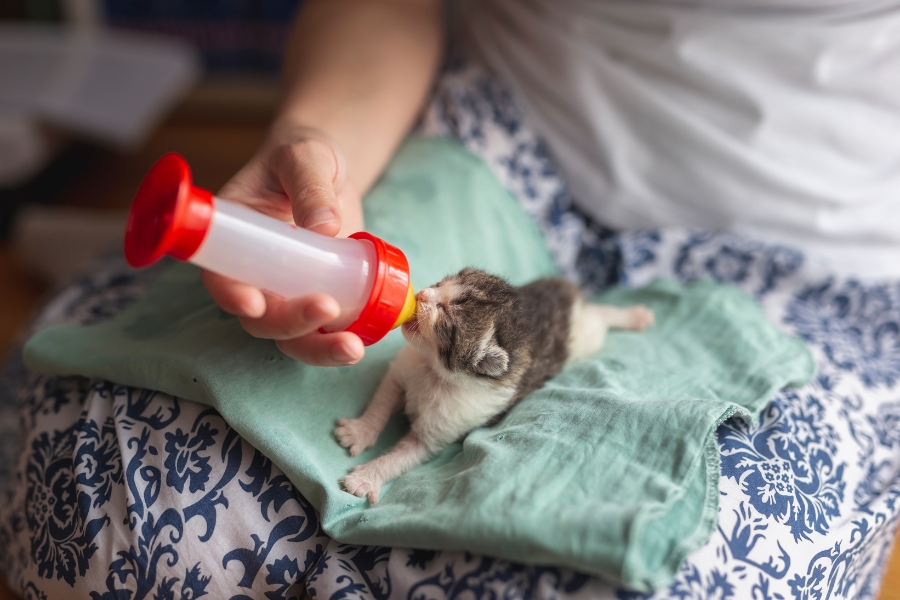 3-3-3 Rule for Kitten