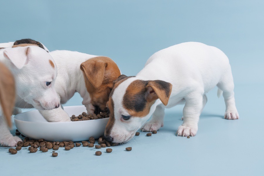 Best Food for New Puppies