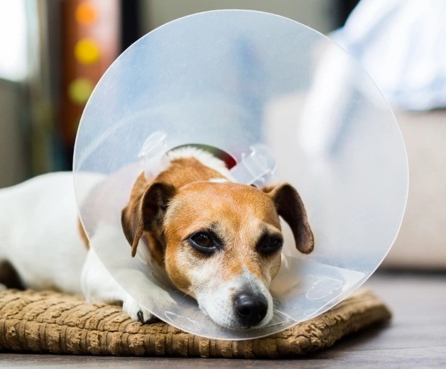 how-to-care-for-your-pet-after-spay-neuter-surgery