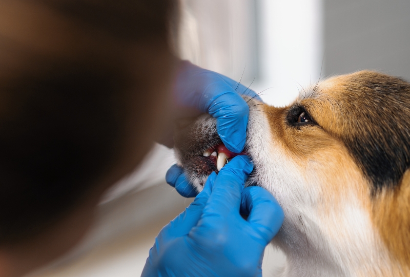 Pet-Dental-Health