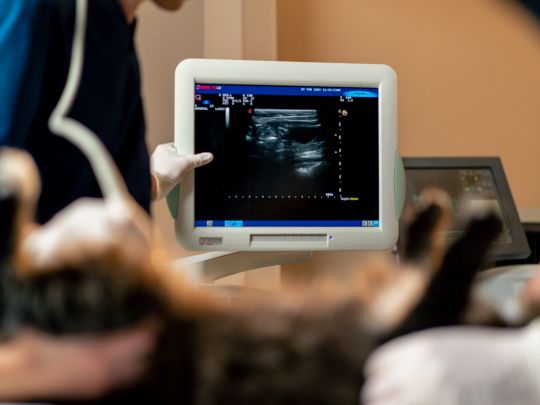 pet-diagnostic-care-key-to-early-detection-and-better-treatment