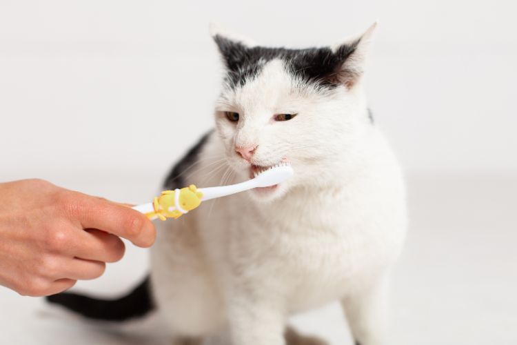 the-role-of-diet-in-pet-dental-health