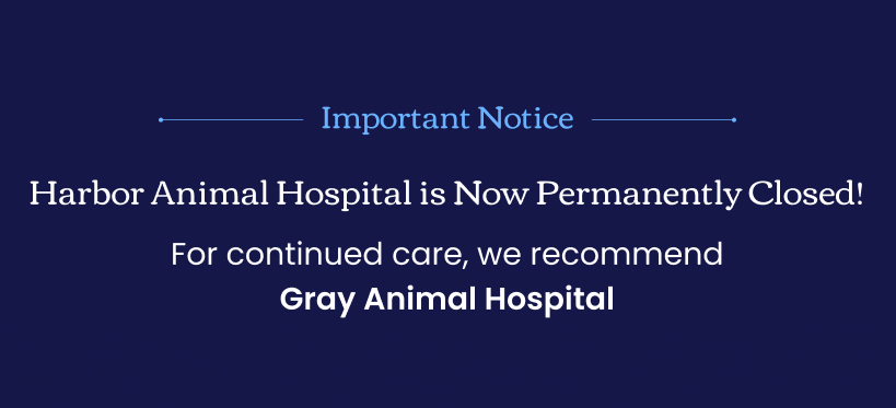 Harbor Animal Hospital's Permanent Closure